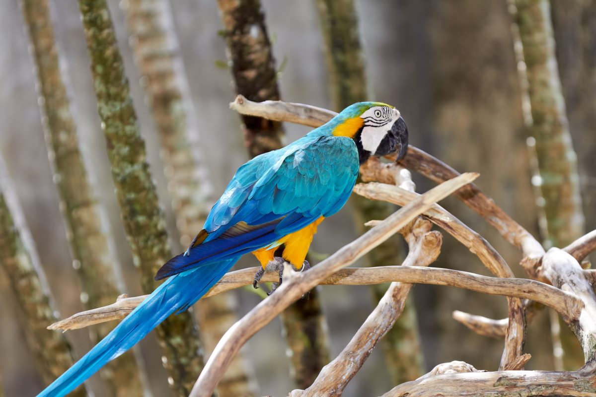 pappagallo ara blu