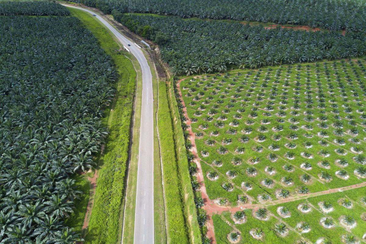 piantagione olio di palma