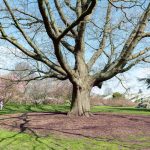 quercia richmond park