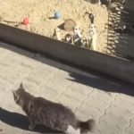 suricati gatto zoo