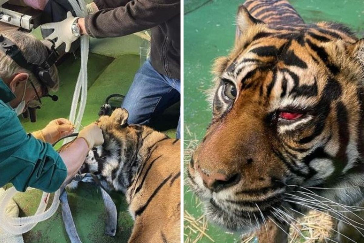 tigre operazione occhio