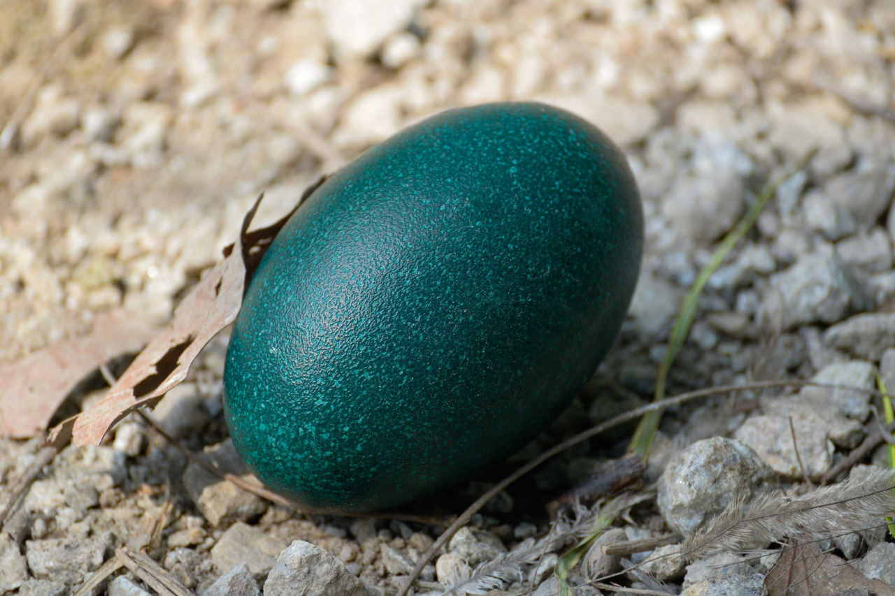 uovo emù nano specie estinta