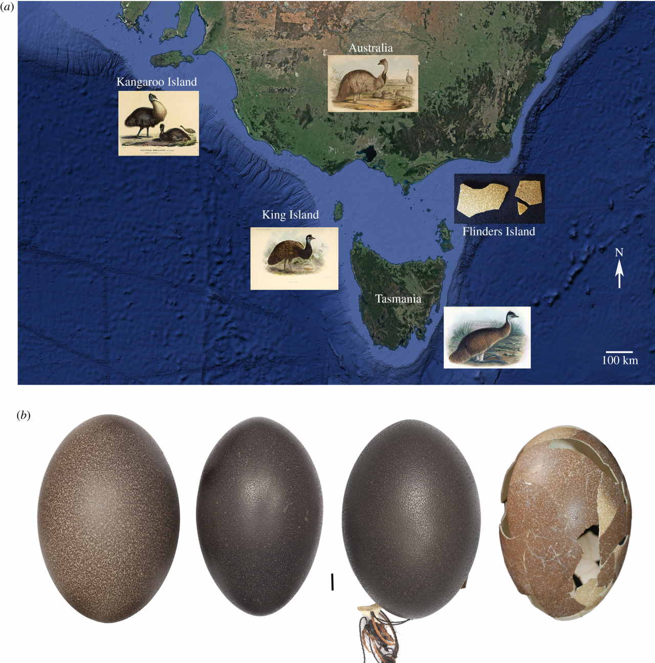 uovo emù nano specie estinta