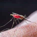 zanzara repellenti
