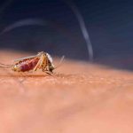zanzare malattie
