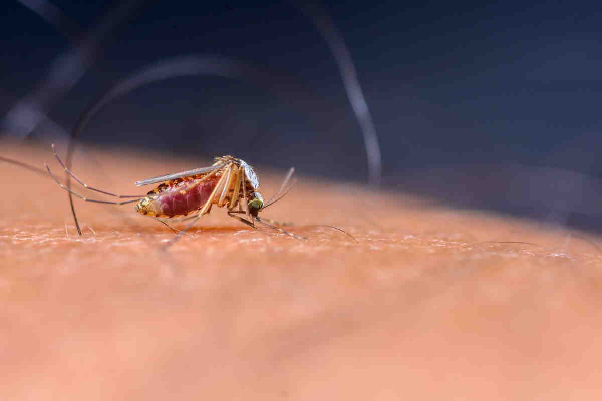 zanzare malattie
