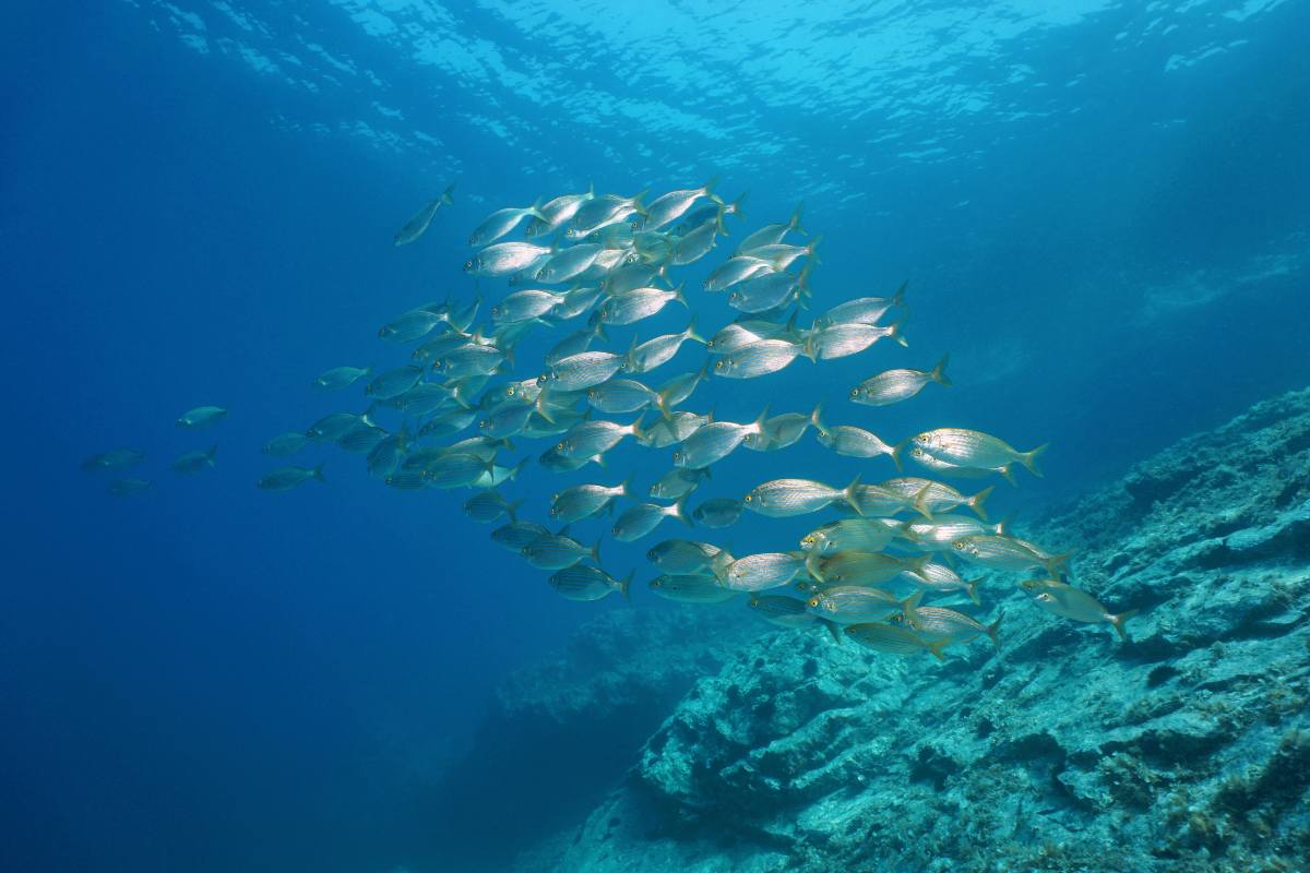Branco di pesci nel Mediterraneo