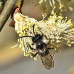 api selvatiche berlino