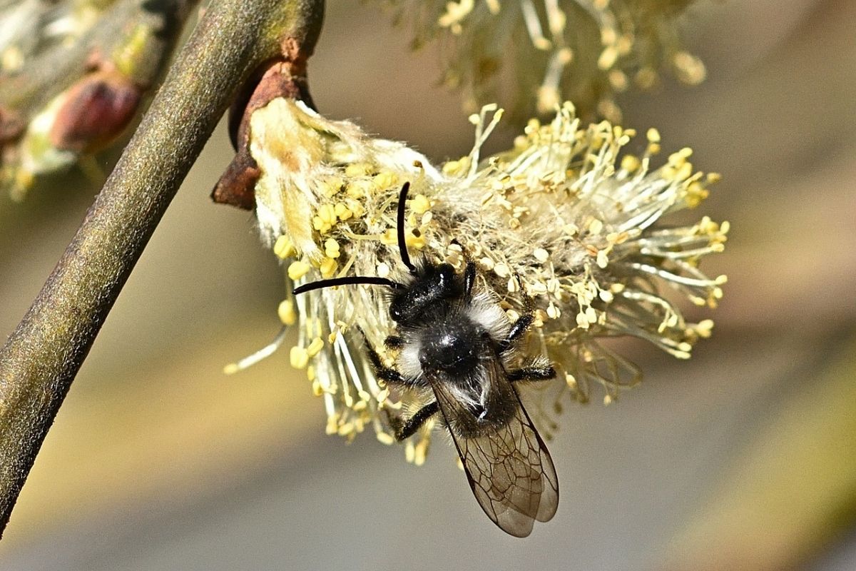 api selvatiche berlino