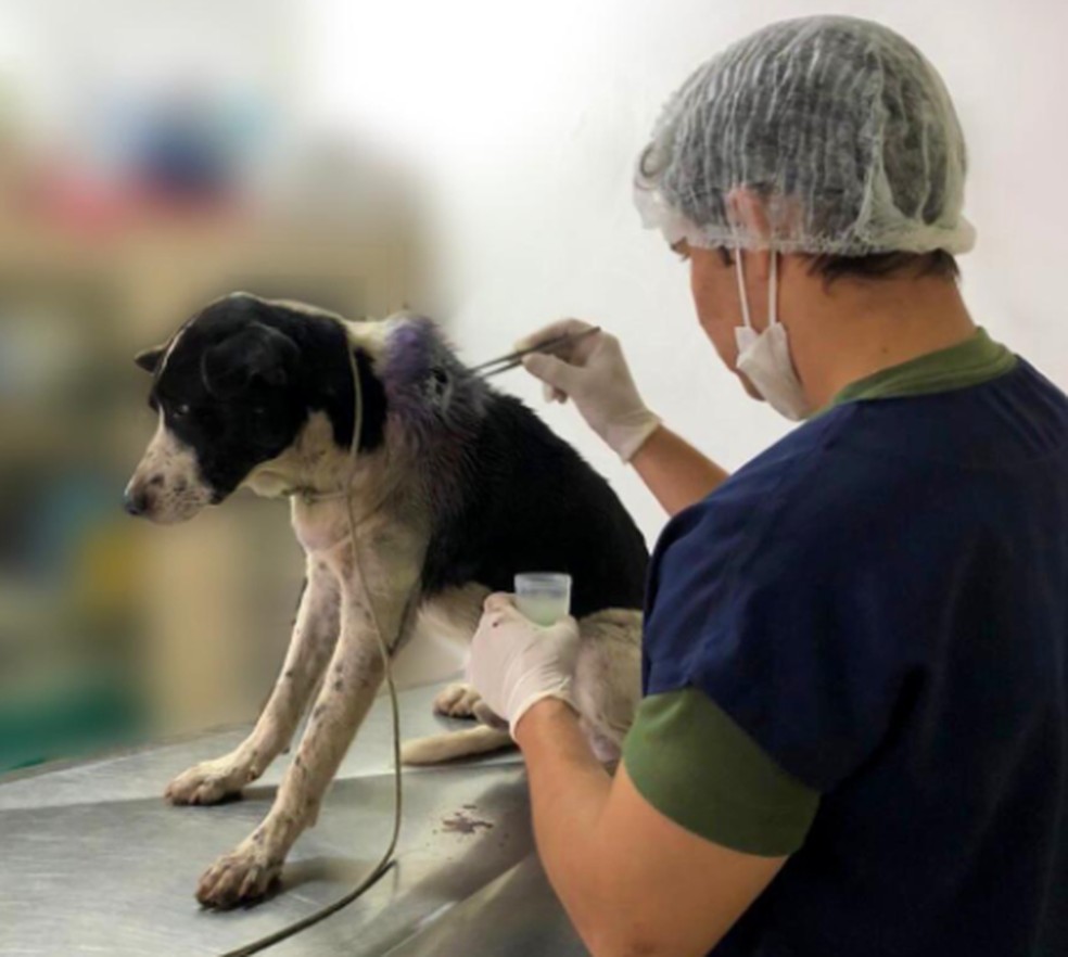 cane entra in clinica