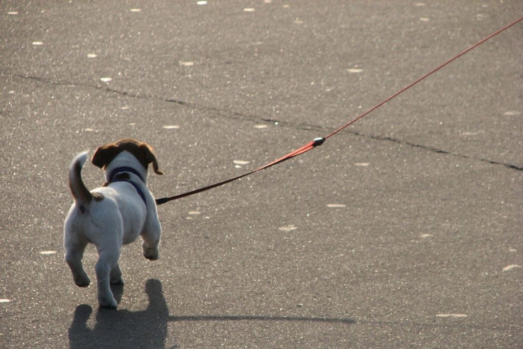 cane passeggio strada