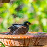 ciotola acqua per uccelli