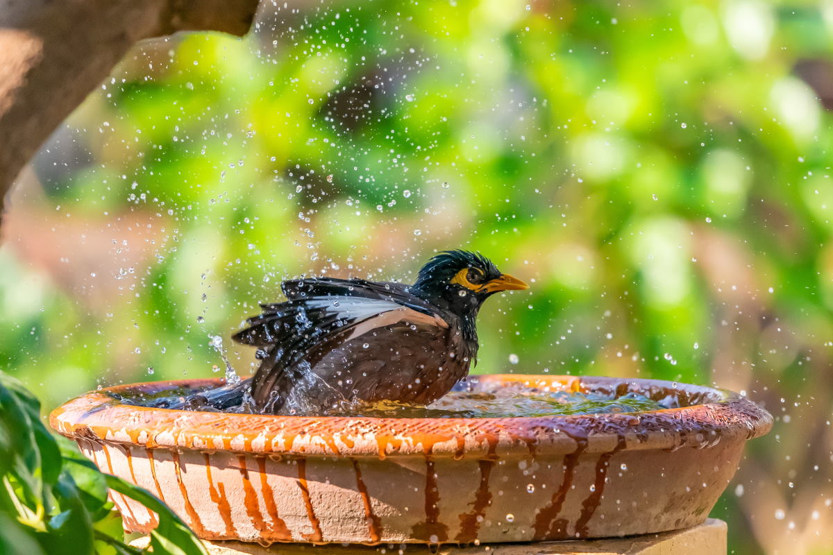 ciotola acqua per uccelli