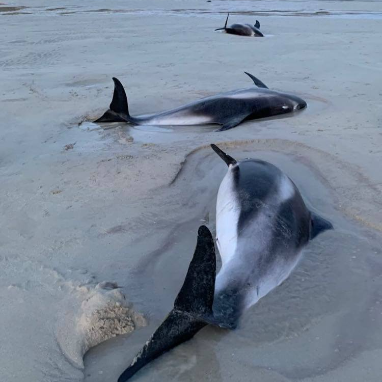 delfini spiaggiati scozia