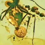 Fungo parassita formica fossile