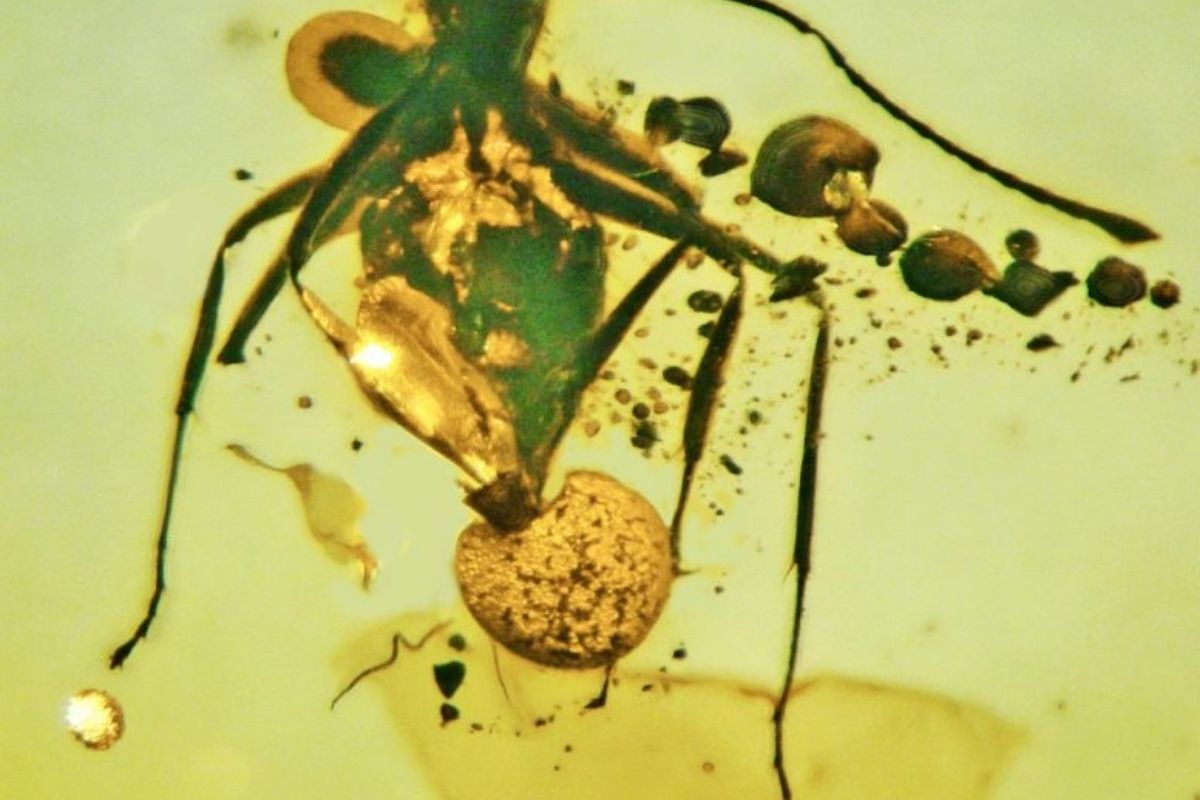 Fungo parassita formica fossile