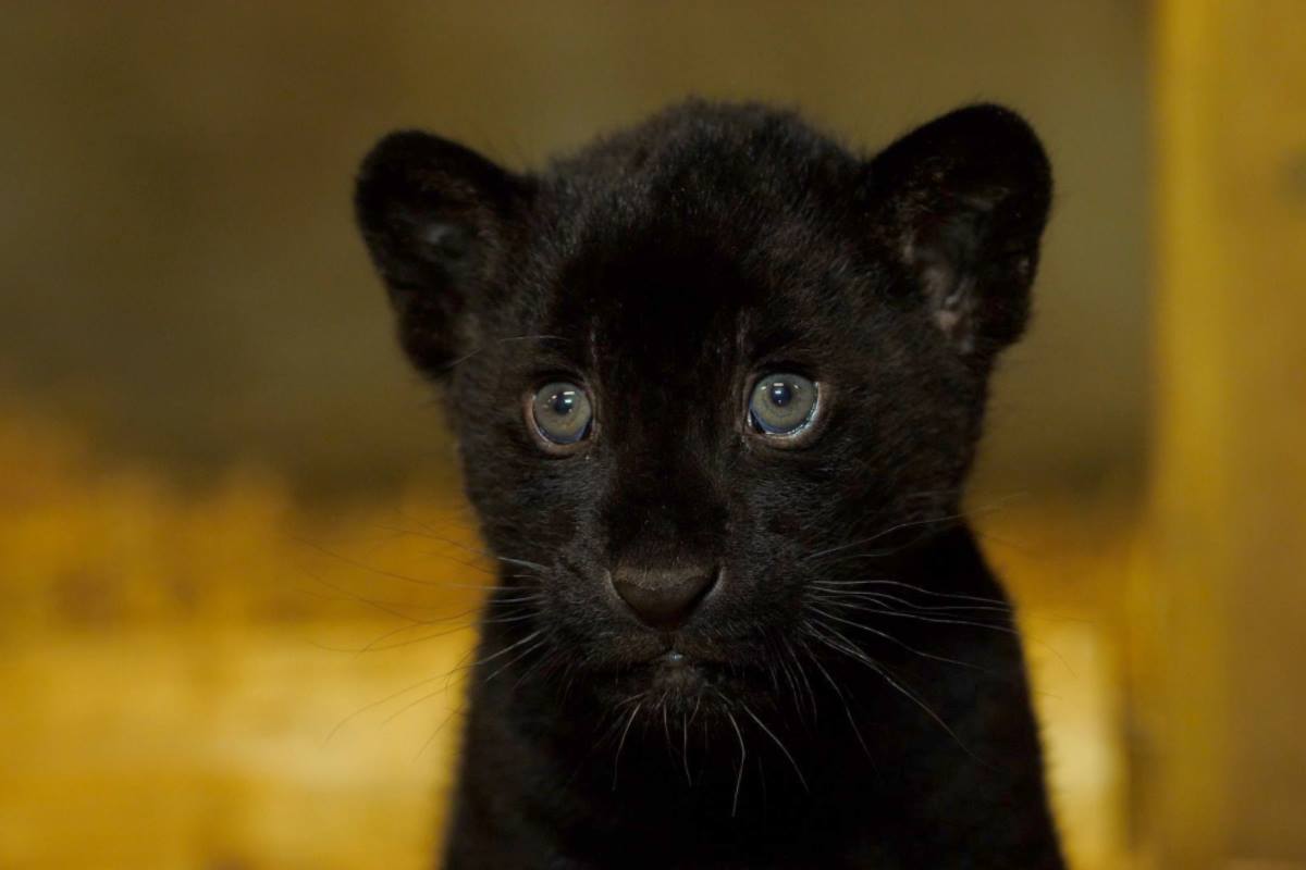 cucciolo giaguaro nero