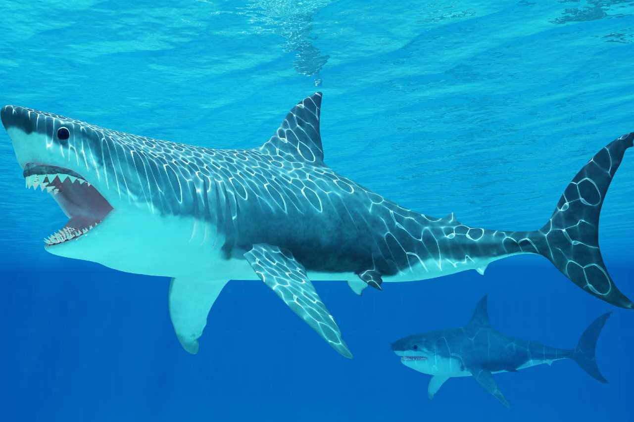 enorme squalo avvistato no megalodonte