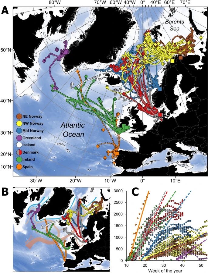 migrazioni salmone atlantico
