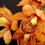 orchidee mercato nero