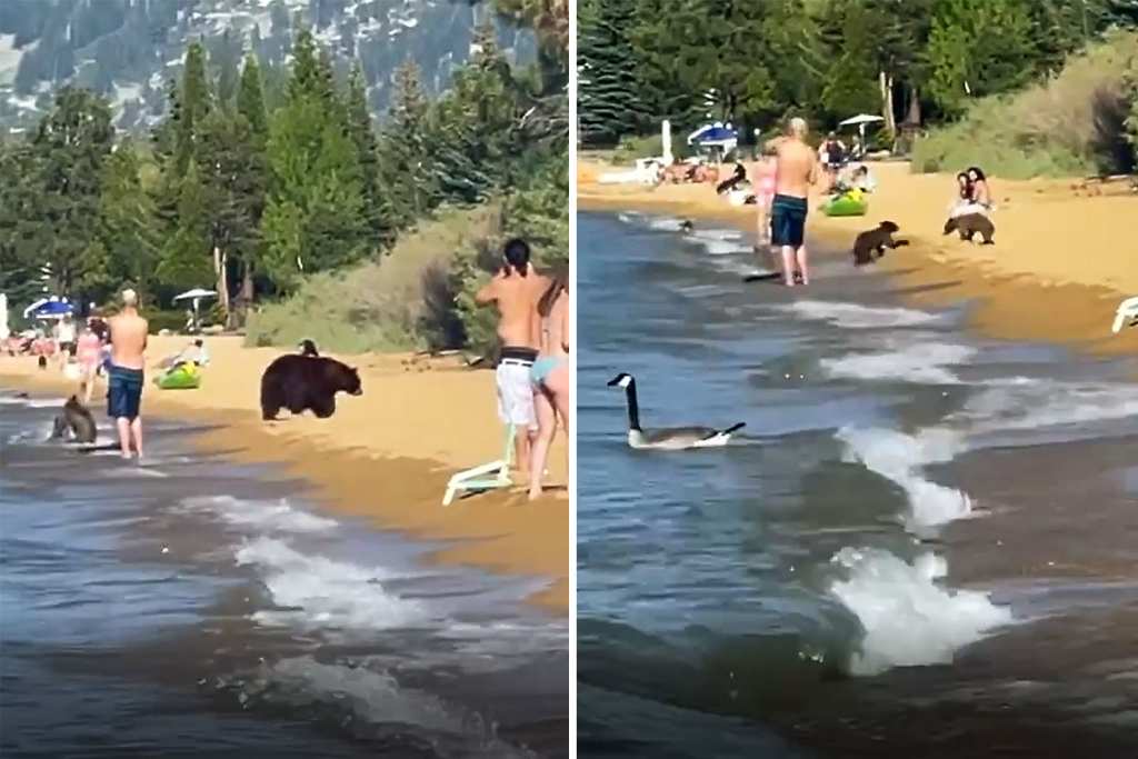 Mamma orsa e i suoi cuccioli nel Lake Tahoe