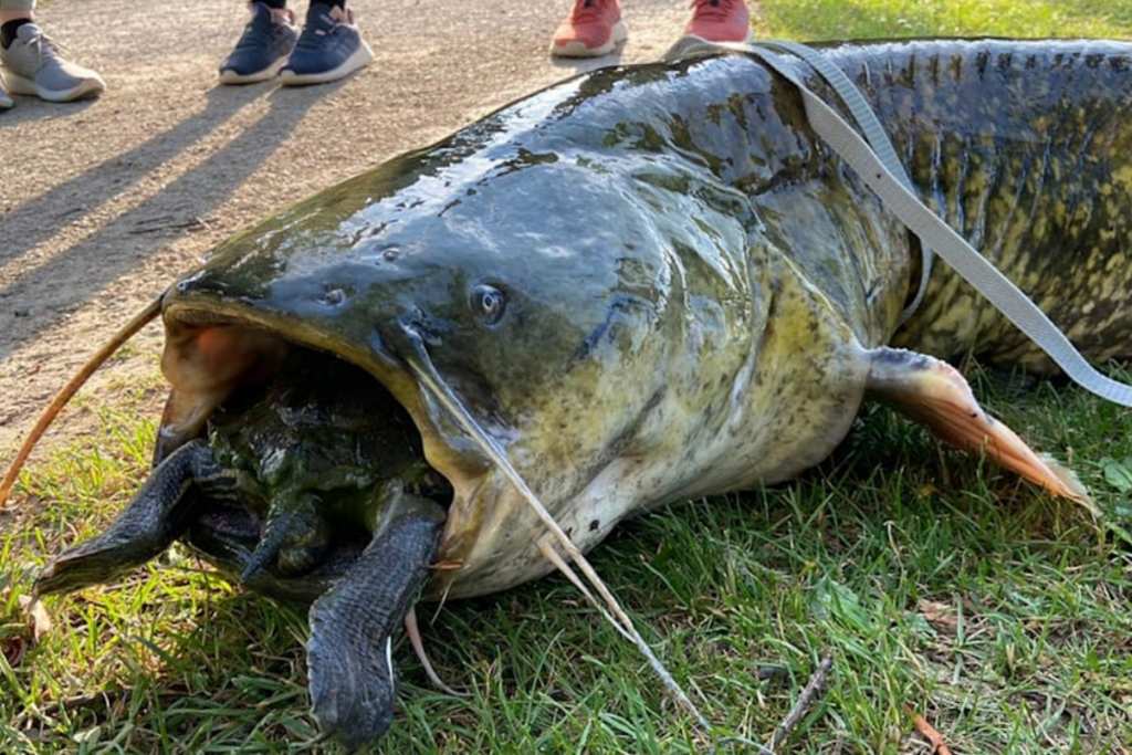Pesce Siluro Di Oltre 30 Chili Tenta Di Mangiare Una Tartaruga Ma Muoiono Entrambi Soffocati