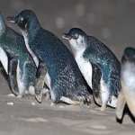 pinguini minori blu