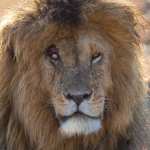 leone scarface