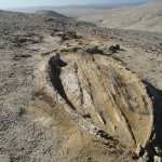 Balena fossile scoperta nel Deserto di Ica