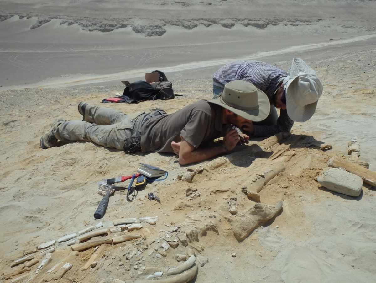 I paleontologi F.Marx e A.Collareta studiano un fossile di balena