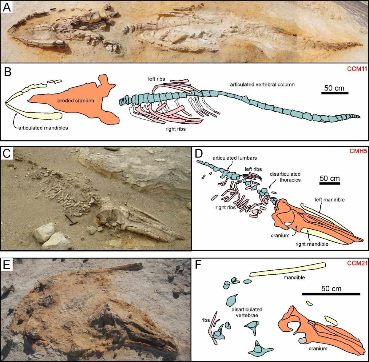 Reperti di tre misticeti (balene) fossili del Deserto di Ica studiati nella ricerca.