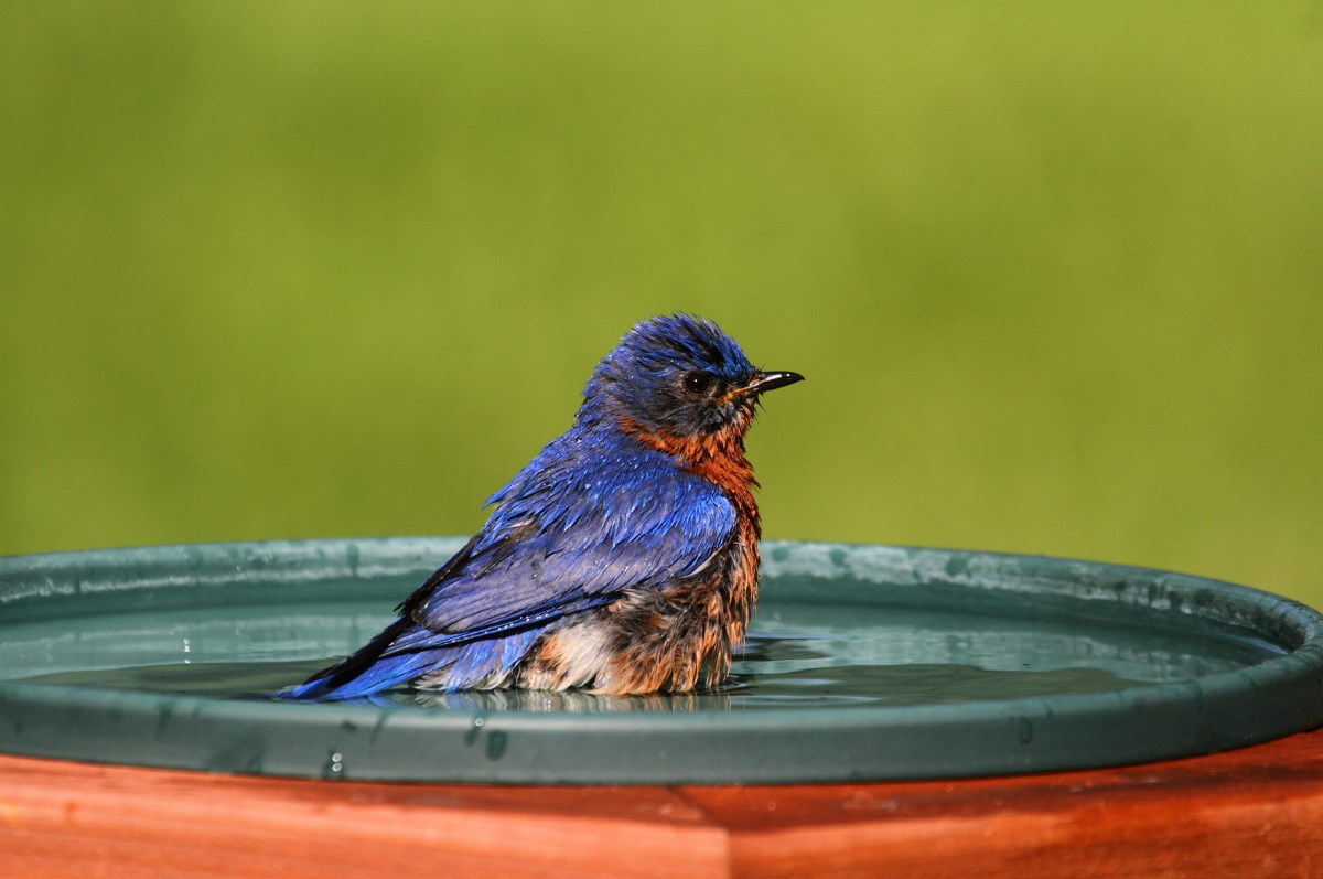 vasca abbeveratoio uccelli