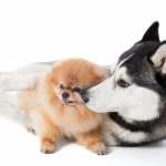 cane e lupo addestramento