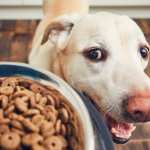 cane offre cibo umani