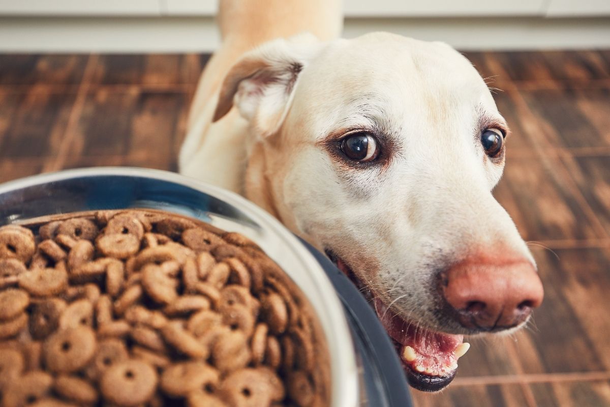 cane offre cibo umani