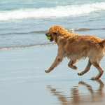 cane-spiaggia