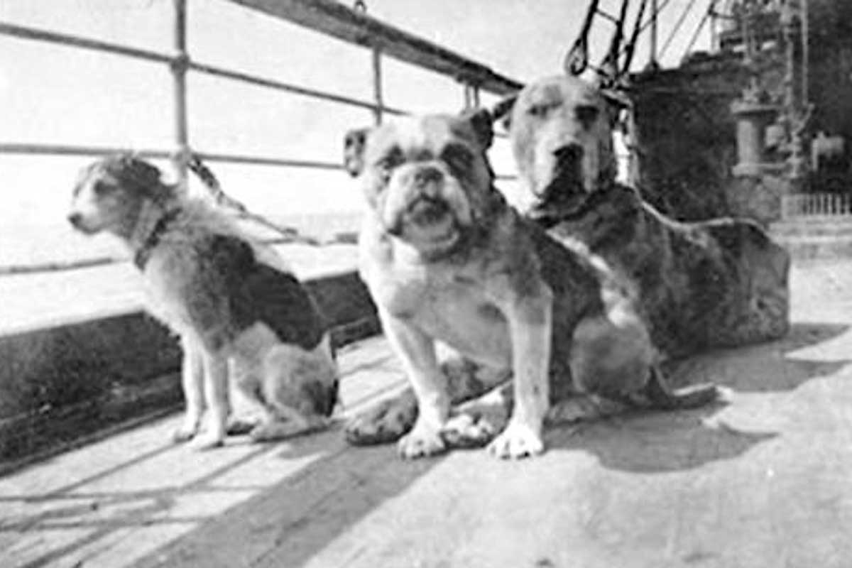 i cani nel Titanic