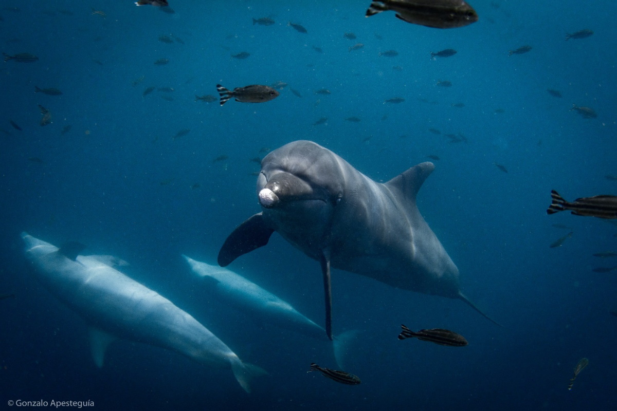 delfini bali