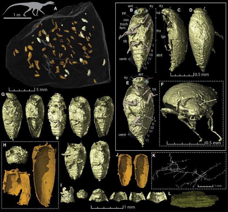 insetto ritrovato nella cacca fossile