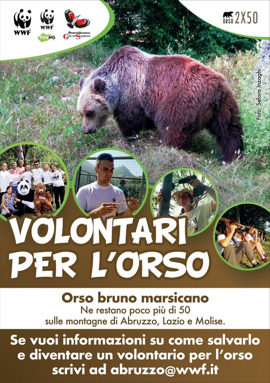 locandina orso WWF