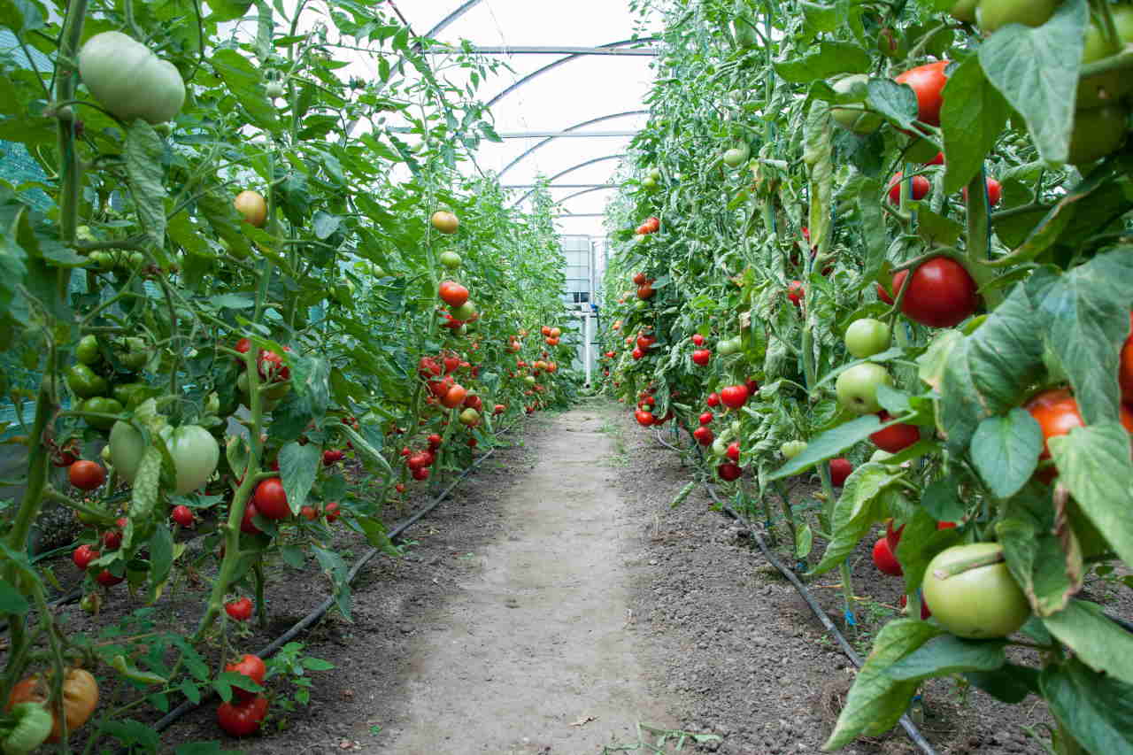 lotta biologica pomodori