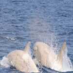 orca bianca
