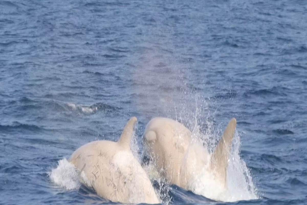 orca bianca