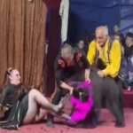 orso attacca addestratrice circo