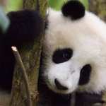 panda gigante vulnerabile