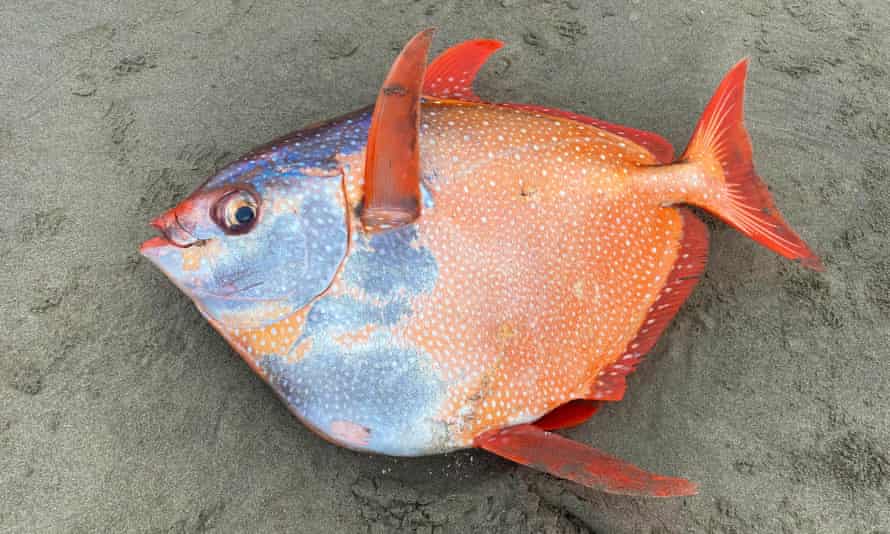 pesce opah trovato in oregon