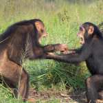 lotta scimpanzé