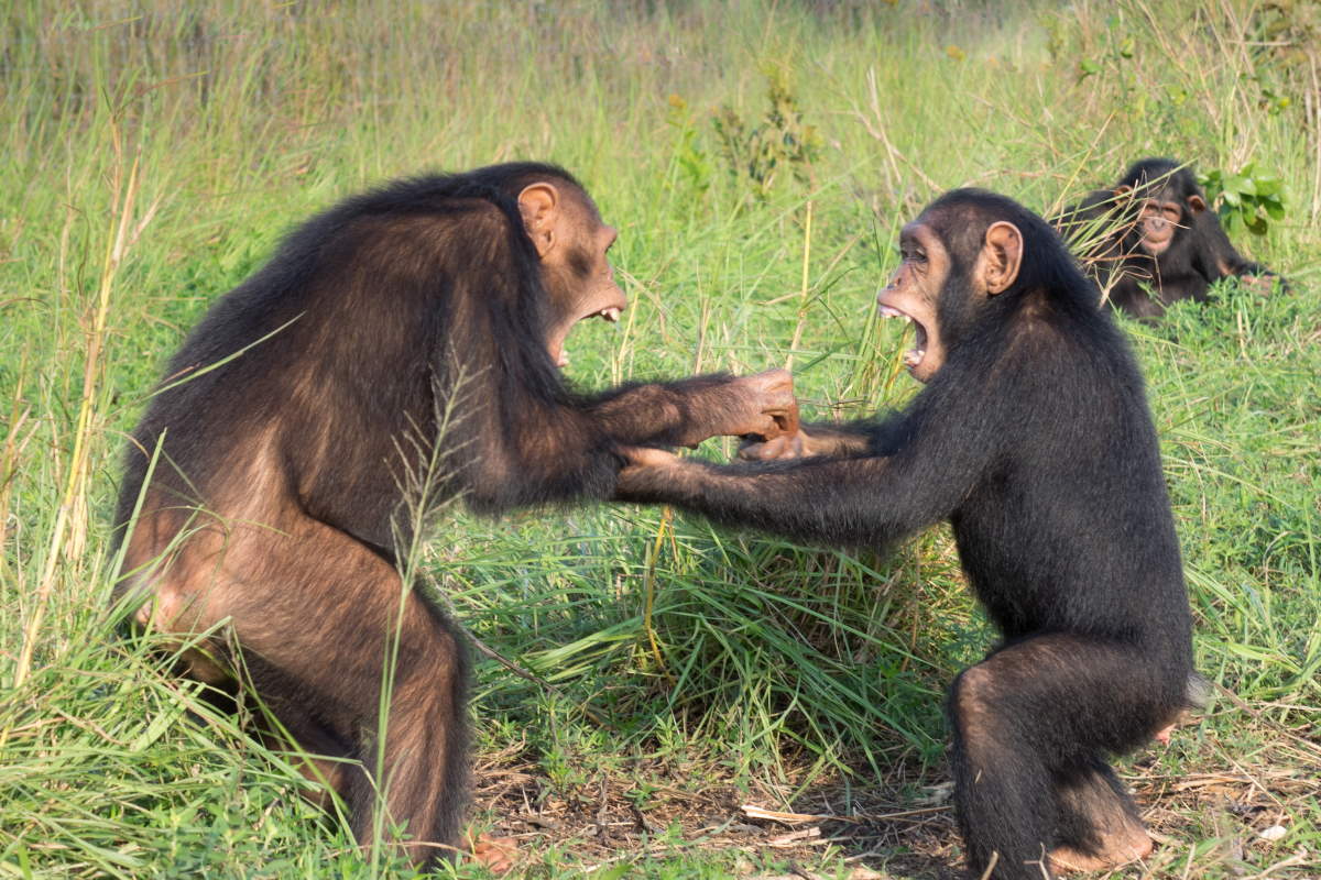 lotta scimpanzé
