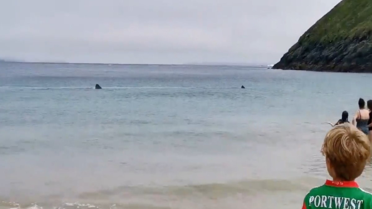 squali-elefante irlanda