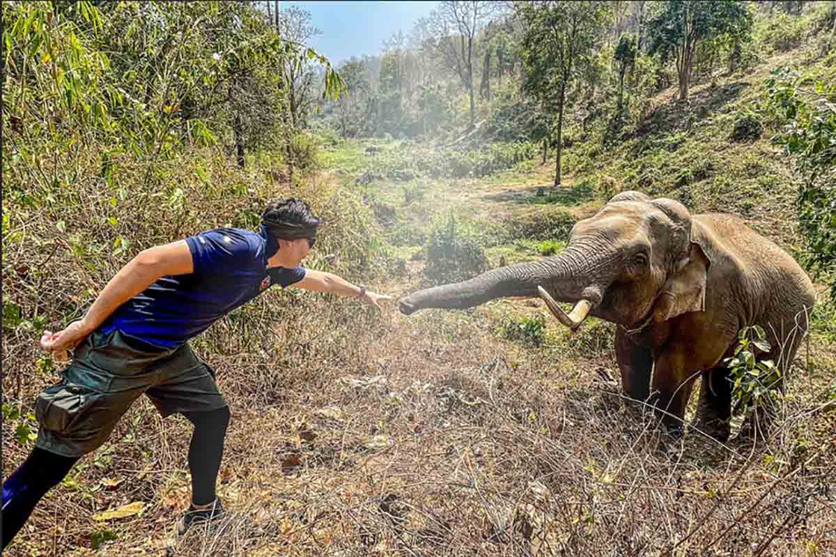 elefante riconosce veterinario